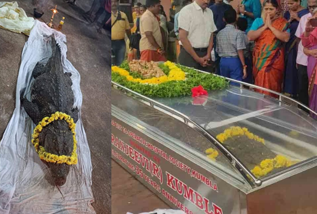 Kasargod: Crocodile Babiya of Ananthapura shrine passes away Kasargod: Crocodile Babiya of Ananthapura shrine passes away