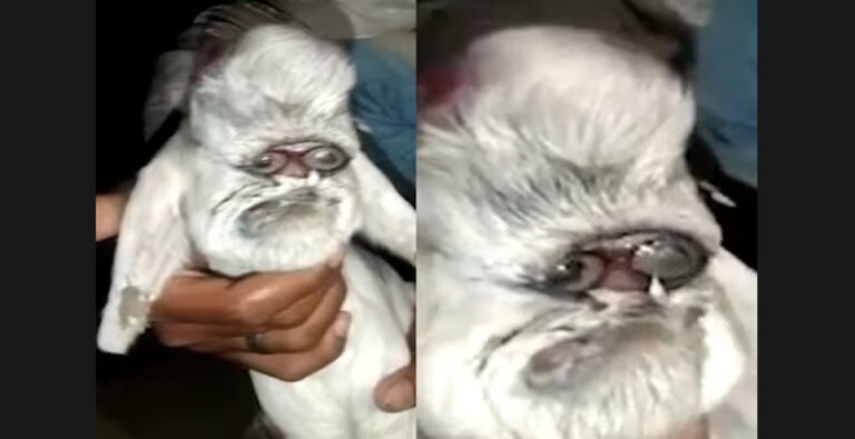 Goat born with human-like face in Madhya Pradesh, Watch viral video