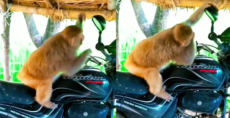 This biker monkey’s funny reaction to seeing himself will leave you in splits