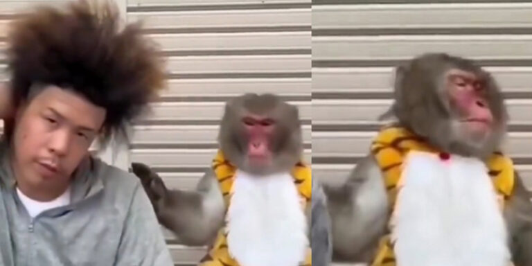 Monkey’s reaction to this man’s hairstyle leaves Internet in splits, Watch