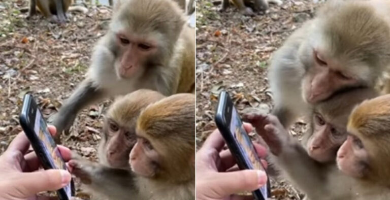 Video of three monkeys scrolling through cell phone baffles Internet