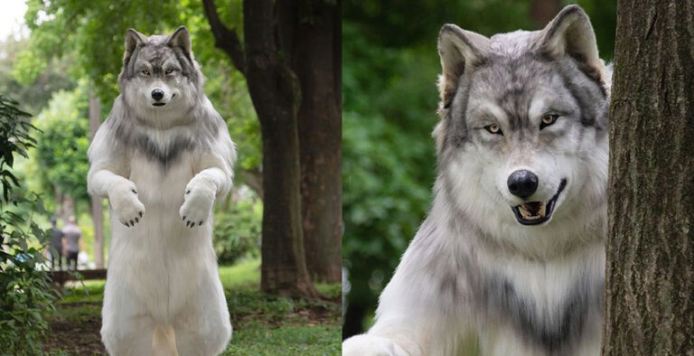 Japanese man spends Rs 18 lakh to look like wolf