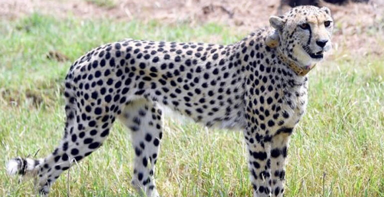 India inks pact to bring dozens of cheetahs from South Africa India inks pact to bring dozens of cheetahs from South Africa