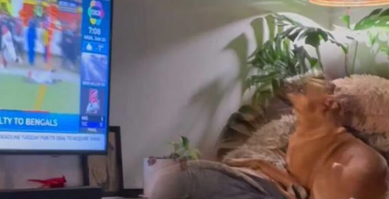 ‘News enthusiast’ Dog watches heerself on the morning show, Watch
