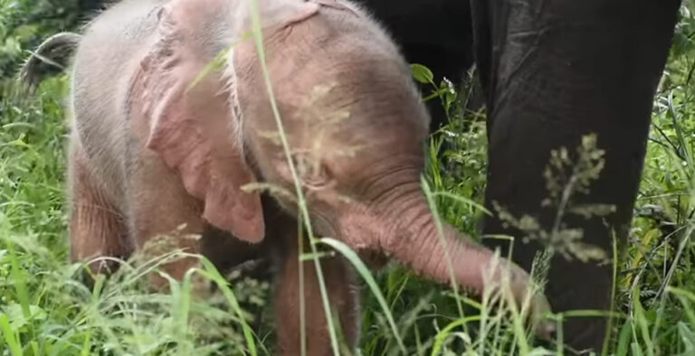 Rare pink baby elephant spotted, Internet can’t take its eyes off, Watch