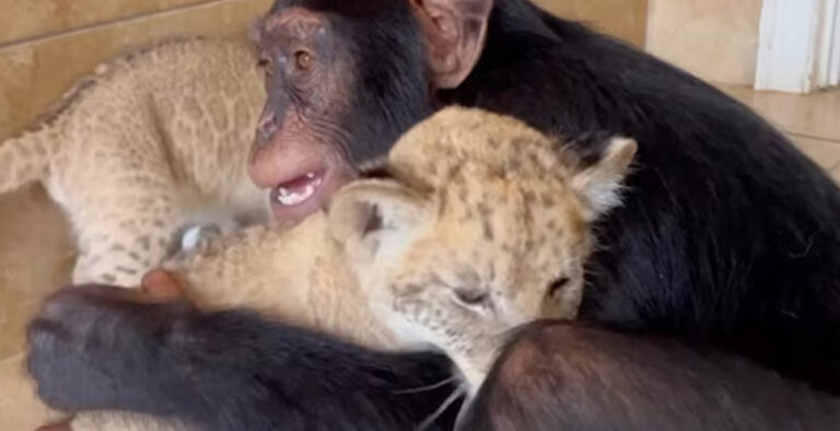 Video of Chimpanzee hugging lion cubs warms hearts on social media