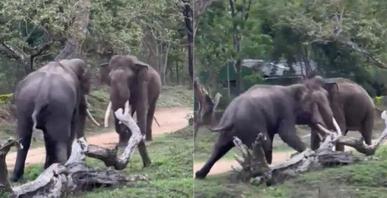 Video of 2 elephants ferociously fighting each other stuns Internet, Watch