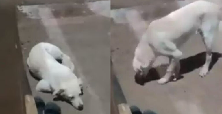 Video of dog waiting all night for dead owner beside her slippers goes viral