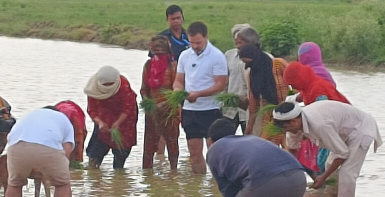 Rahul Gandhi gets down to earth, helps farmers plant paddy in Sonipat Rahul Gandhi gets down to earth, helps farmers plant paddy in Sonipat