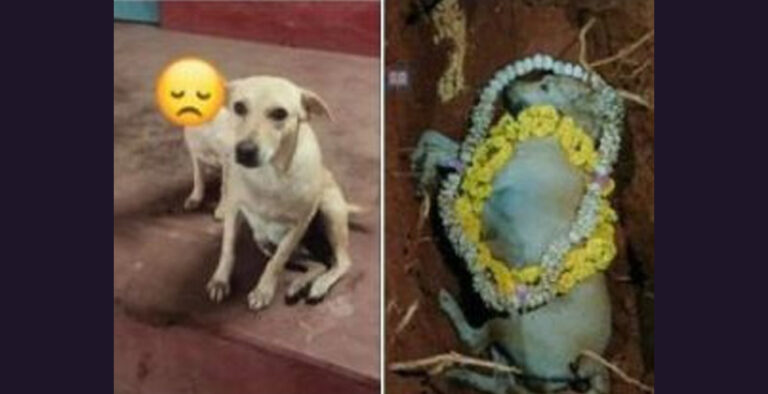 Bantwal cops lose their favourite dog in accident Bantwal cops lose their favourite dog in accident