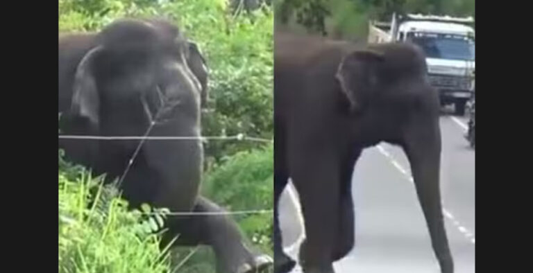 Anand Mahindra shares a life lesson with this viral video of an elephant