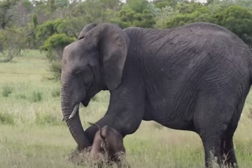 Video of Mama elephant teaching her newborn to stand up is pure love