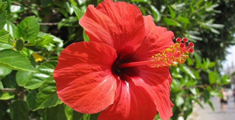 Grapefruit to Hibiscus flower, five foods and herbs that keep your blood clean