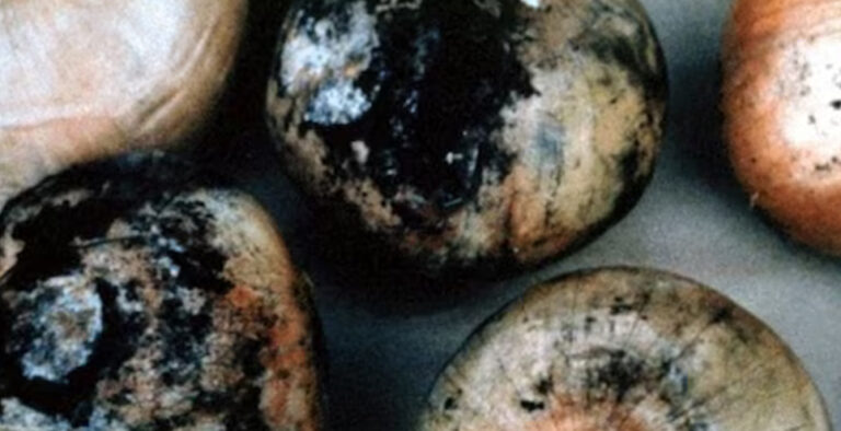 Did you know black moulds on onions can be toxic, casue allergic reactions?